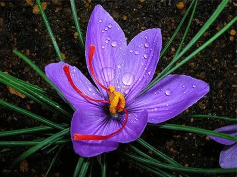 Saffron