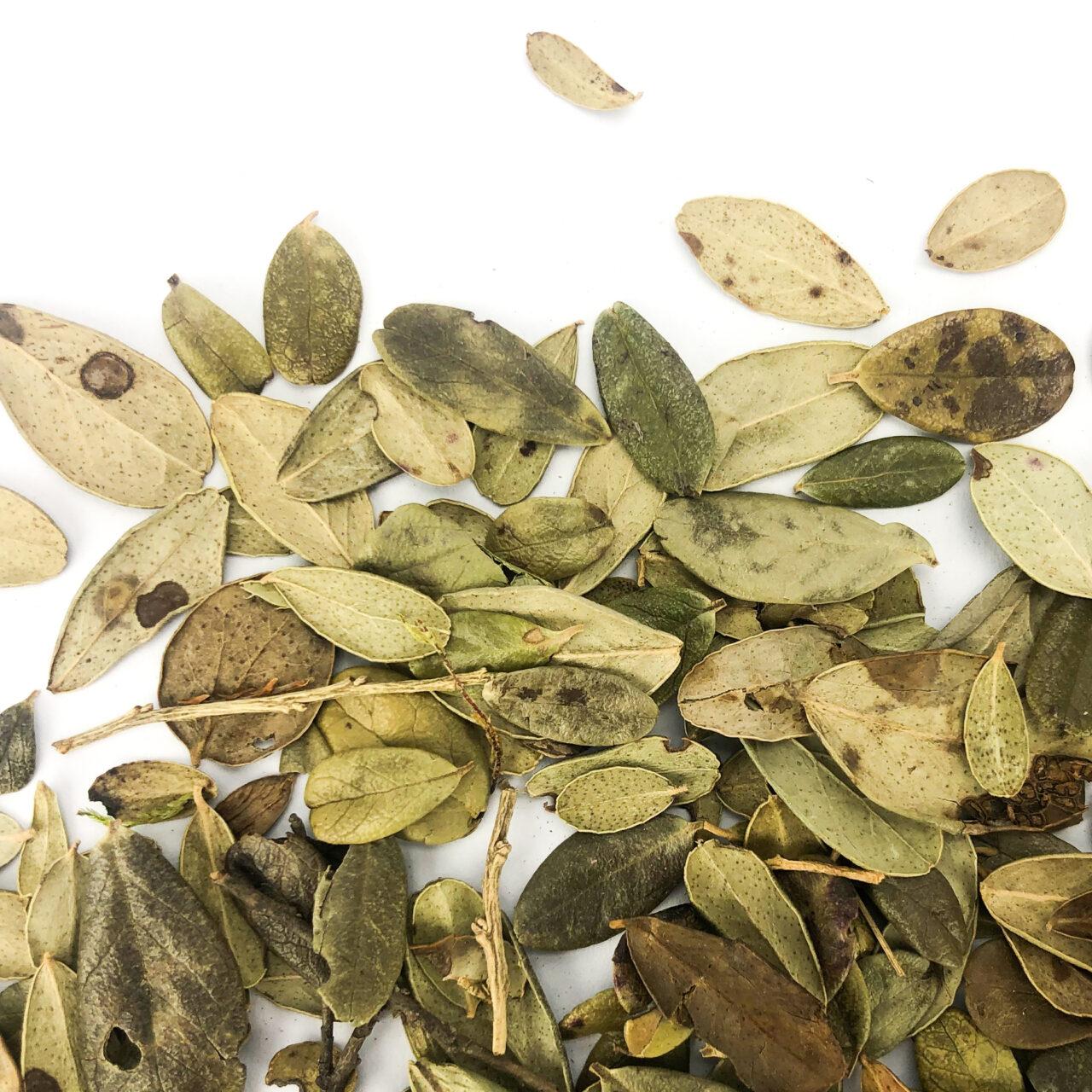 Cowberry Leaves 40g - Image 2